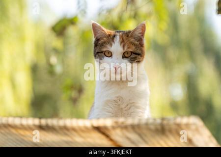 Flauschige dreifarbige Katze, süßes und entspannendes Haustier Stockfoto