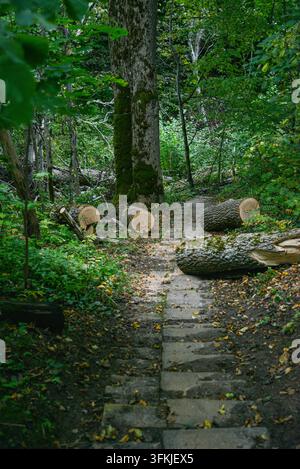Ein abgelegener Waldweg mit Steinstufen, der sich durch üppiges Waldland windet, umgeben von moosbewachsenen Bäumen und frisch gefällten Baumstämmen. Eine natürliche Kulisse für h Stockfoto