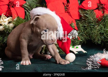 Welpe, American Bully, Weihnachten, Neujahr. Brauner Welpe in einem rot-weißen Weihnachtsmannhut sitzt neben Weihnachtssternen, immergrünen Zweigen, Ornamenten und silbernen Stockfoto