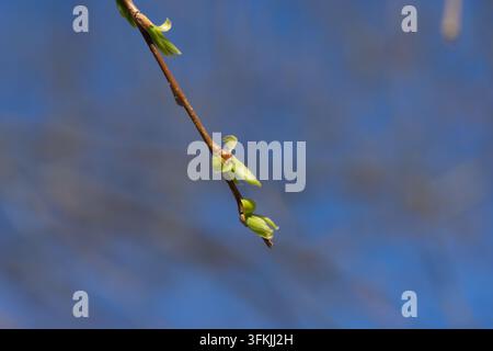 Nahaufnahme von frischen grünen neuen Knospen an Weidenzweigen im Frühling Stockfoto