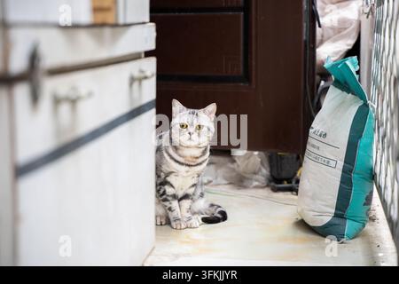Silberfarbener Tabby-Kater sitzt aufrecht an einer Innentür Stockfoto