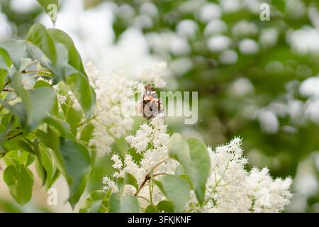Roter Admiral auf weißen Fliederblüten Stockfoto