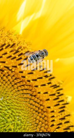 Sonnenblumenkopf mit Honigbiene und Schwebfliege in einer ländlichen Landschaft Stockfoto