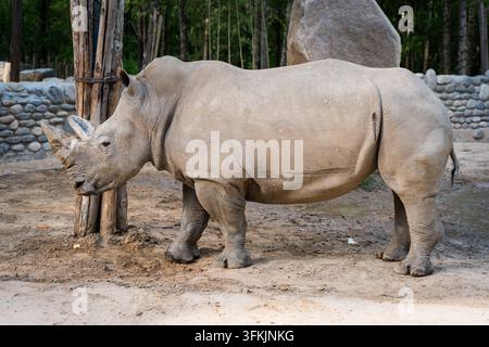 Weißer Nashorn steht in Ganzkörperansicht in Seitenansicht auf schlammigem Boden Stockfoto