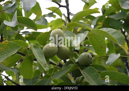 Grüne Walnussfrüchte, die an einem Baum wachsen Stockfoto