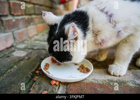 Verletzte Streunerkatze, die Katzenfutter von einem weißen Teller auf rotem Ziegelboden isst, Kopf gesenkt Stockfoto