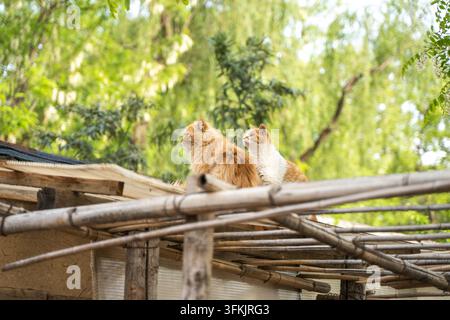 Zwei orangefarbene Katzen sitzen auf dem Dach eines alten Hauses und blicken in die Ferne Stockfoto