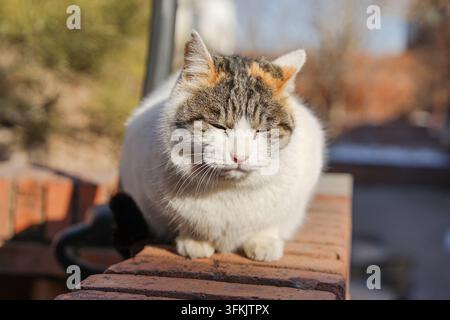 Dicker Kaliko-Kater schläft mit geschlossenen Augen an einer roten Ziegelmauer unter warmer Wintersonne Stockfoto