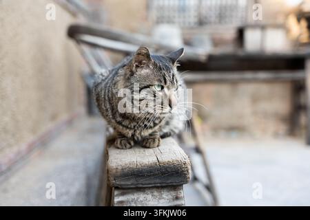 Tabby-Katze sitzt auf einem Holzstuhl und schaut zur Seite Stockfoto
