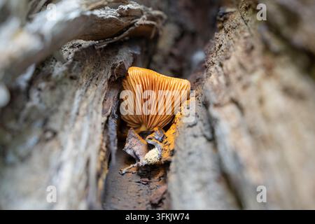 Nahaufnahme von orange-gelb geflockten Pilzen, die in einer Baumrisses wachsen Stockfoto