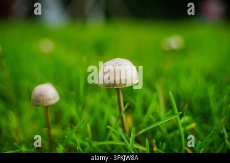 Zwei kleine Pilze, die auf grünem Gras wachsen Stockfoto