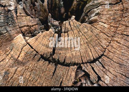 Nahaufnahme eines verwitterten Baumstumpfs, der eine rissige Holztextur und Jahrringe zeigt Stockfoto