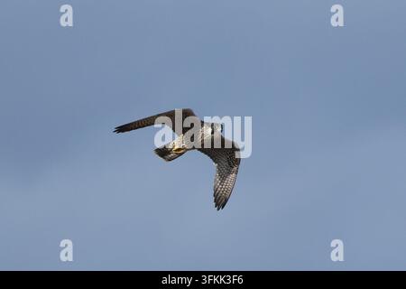 Wanderfalke (Falco peregrinus) in den Mendip Hills, Somerset fotografiert Stockfoto