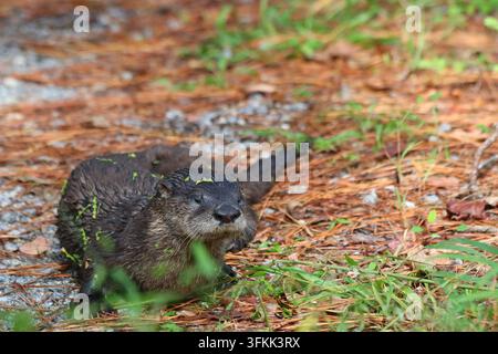 Nordamerikanischer Flussotter (Lontra canadensis) in South Carolina fotografiert Stockfoto