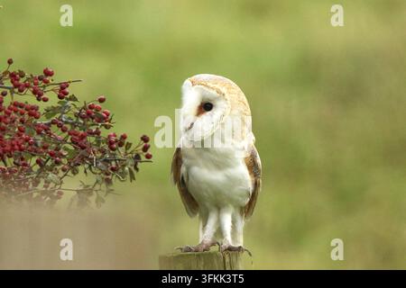 Westliche Schleiereule (Tyto alba) in Flamborough Head fotografiert Stockfoto