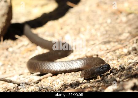 Tigerotter (Notechis scutatus) in Tasmanien fotografiert Stockfoto