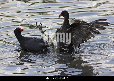 Gemeine Blässhuhn (Gallinula chloropus) in Slimbridge, UK fotografiert Stockfoto