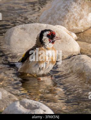 Europäischer Goldhähnchen Carduelis carduelis badet in einem flachen Bach. Buntes adultes Goldhähnchen spritzt Wasser und putzt sich auf nassen Steinen und Kieselsteinen Stockfoto
