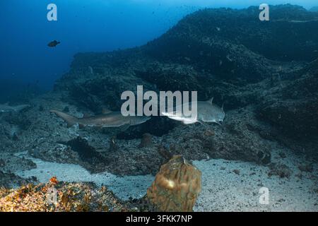 Zwei Sandhai schwimmen über einem felsigen Riff im Aliwal Shoal, Südafrika, und zeigen Meereswildleben in seinem natürlichen Lebensraum Stockfoto