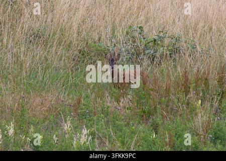 Männlicher Rehbock stand im hohen Gras, England, UK. Stockfoto