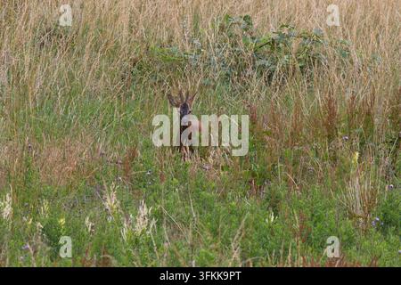 Männlicher Rehbock stand im hohen Gras, England, UK. Stockfoto