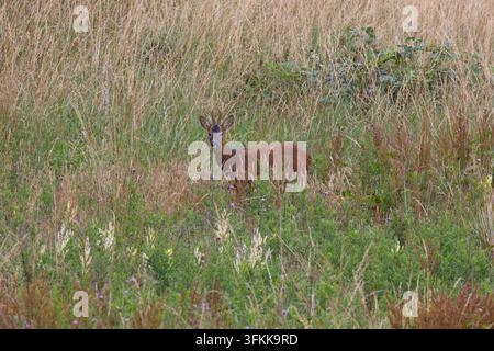 Männlicher Rehbock stand im hohen Gras, England, UK. Stockfoto