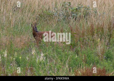 Männlicher Rehbock stand im hohen Gras, England, UK. Stockfoto