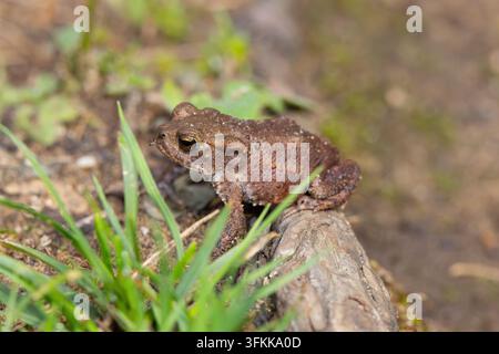 Gefleckter Frosch sitzt auf Waldboden, England, UK. Stockfoto