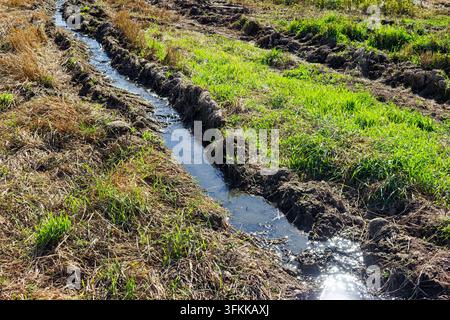 Tiefe, mit Wasser gefüllte Furchen ziehen sich durch ein schlammiges Agrarfeld und spiegeln das Sonnenlicht in einer rustikalen Landschaft während des Frühlings, frisches Grün Stockfoto