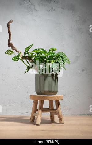 Üppige Monstera adansonii Zimmerpflanze klettert an einem natürlichen verdrehten Treibholzast in einem grünen Keramikblumentopf. Elegante Zimmerpflanze platziert auf einem s Stockfoto