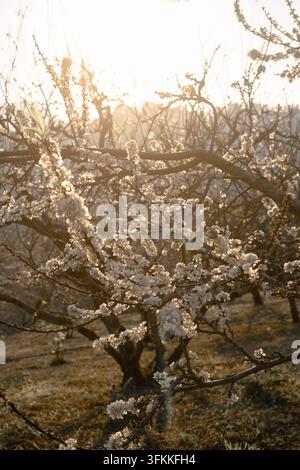 Warmes goldenes Licht, das durch blühende Pflaumenzweige in einem Obstgarten in der Dämmerung scheint, Moc Chau, Vietnam Stockfoto