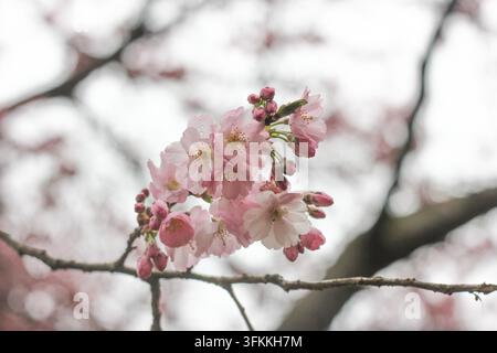 Rosa Kirschblüten (Prunus) an einem Zweig im Frühling vor einem hellen, sanft verschwommenen Hintergrund, Nahaufnahme. Stockfoto