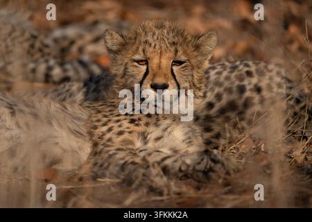 Müder junger Gepard (Acinonyx jubatus) liegt auf dem Boden. Geparden sind verspielt und neugierig Stockfoto
