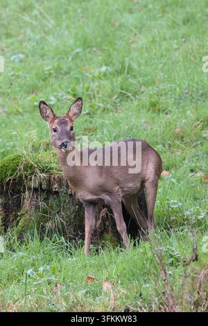 Nahaufnahme eines wilden Reh (Capreolus capreolus), November 2025 Stockfoto
