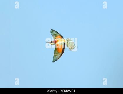 Europäische Bienenfresser (Merops Apiaster) Stockfoto