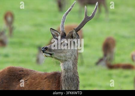 Rothirsch (Cervus Elaphus) Stockfoto