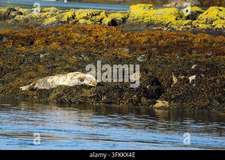 Kegelrobbe (Halichoerus grypus) Stockfoto