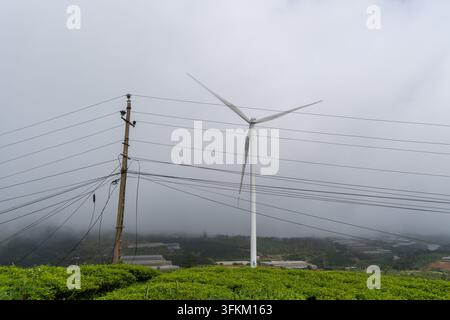 Eine Windturbine steht hinter einem Strommast und Überheadkabeln über Teefeldern im Nebel in Cau Dat in Vietnam. Stockfoto