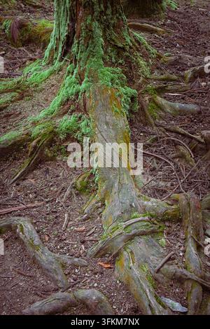 Baumwurzeln und Stamm, die in lebhaftem grünen Moos auf dem Waldboden eingewickelt sind und eine reiche organische Textur schaffen, die Widerstandsfähigkeit und Wachstum hervorhebt Stockfoto