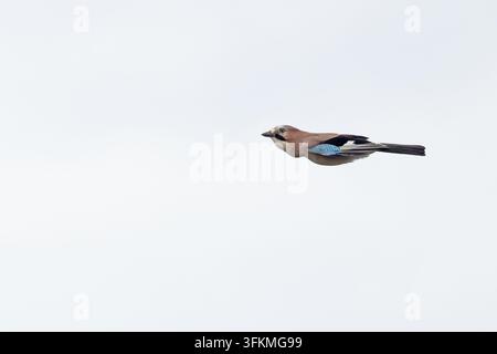 Eurasischer Eichelhäher (Garrulus glandarius) fliegt mit vollem Magen voller Eicheln (vermutlich) Norfolk September 2026 Robin Chittenden Stockfoto