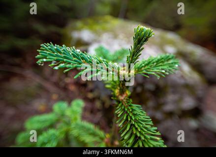 Nahaufnahme-Makroaufnahme von jungen Nadelbaumnadeln mit frischen Regentropfen vor unscharfem natürlichem Waldhintergrund. Stockfoto