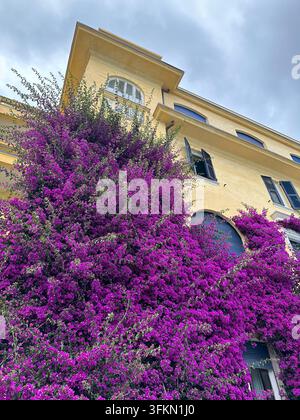 Ein lebhafter lila Bougainvillea-Busch in voller Blüte, der an der Fassade eines gelben Gebäudes mit gewölbten Fenstern und dunklen Holzläden wächst, Italien Stockfoto