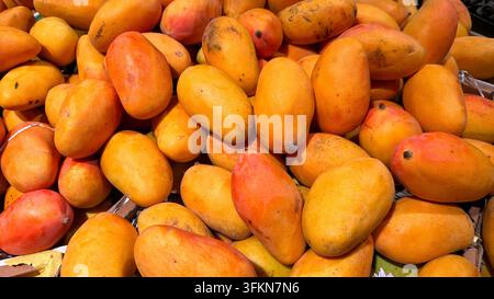 Eine Nahaufnahme eines großen Haufens frischer tropischer Mangos. Stockfoto