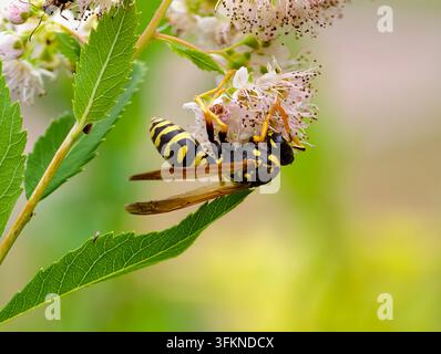 Makroaufnahme einer Wespe, die Pollen auf einer weißen Blüte im städtischen Park in Kiew sammelt. Stockfoto