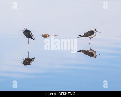 Zwei schwarzflügelige Stieglitze Himantopus himantopus stehen in ruhigem Wasser mit perfekter Reflexion. Minimalistische Wildtierfotografie von Wasservögeln. Stockfoto