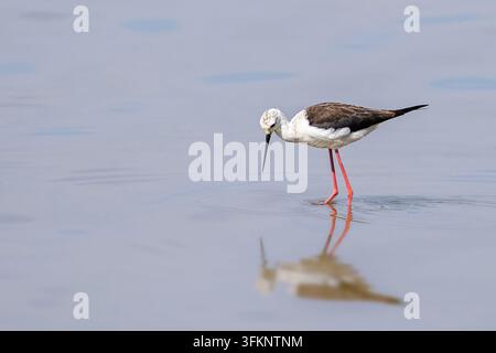 Jugendlicher schwarzflügeliger Stelzvogel Himantopus himantopus, der in flachem Wasser forscht. Junger Wasservogel mit gesenktem Kopf auf der Suche nach Nahrung in einem See Stockfoto