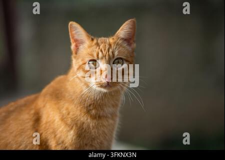 Rote getigerte Katze schaut direkt in die Kamera im Freien, Nahaufnahme Stockfoto