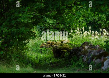 Moose bedeckte alte Steinmauer, die sich durch eine üppige Waldwiese schlängelt, umgeben von dichtem grünen Laub, wildem Gras und zarten weißen Wildblumen. Stockfoto