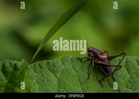Eine dunkle Heuschrecke (Pholidoptera griseoaptera) sitzt auf einem großen Blatt in einem Garten. Es ist tagsüber und die Landschaft um sie herum ist grün. Die Grill Stockfoto