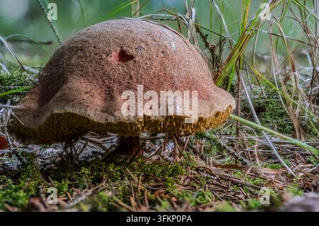 Der Rotspaltende Bohlt (Xerocomellus chrysenteron) wächst auf dem Waldboden zwischen Gras und Moos. Er ist rund in der Form und braun in der Farbe. Die Li Stockfoto